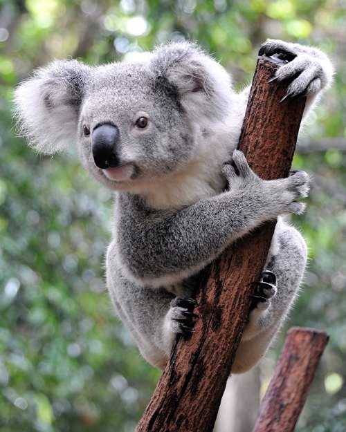 Koala Operatunity Travel