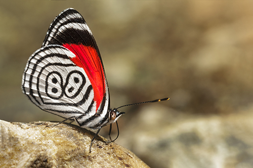 Diaethria butterfly