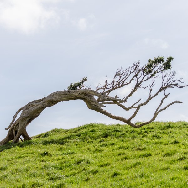 Chatham windswept tree