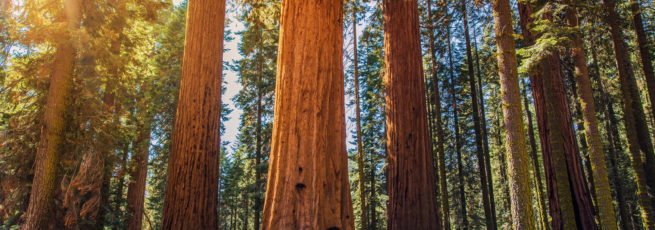 Redwoods smaller