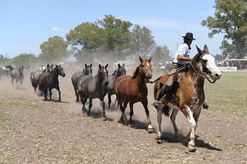 A Gaucho rides a horse in Buenos Aires