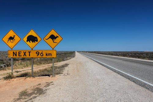 Camels Wombats and Kangaroos