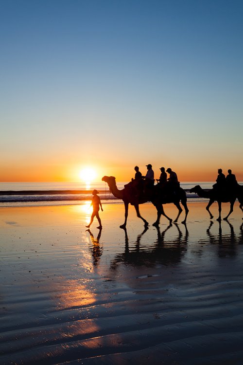 Camels walking along Cable Beach