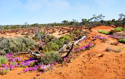Desert Kalgoorlie Western Australia
