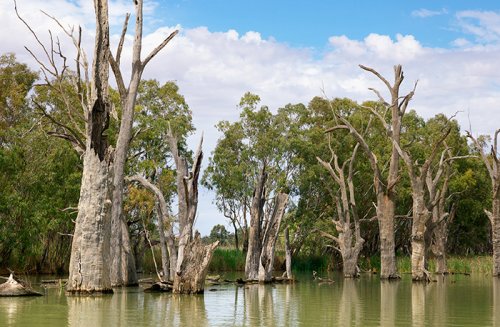 Flooded trees on Murray River