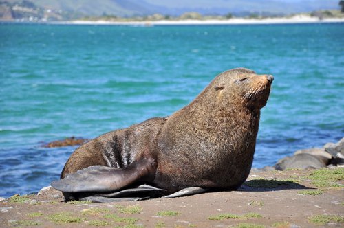 Fur Seal in Dunedin
