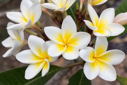 Gorgeous frangipani flower