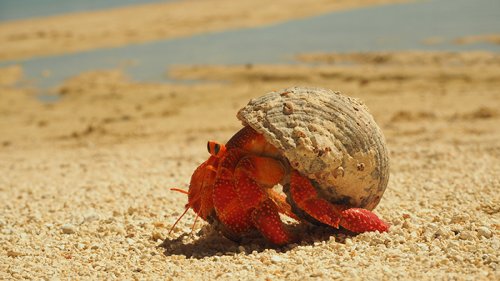 Hermit crab on Tikioki beach