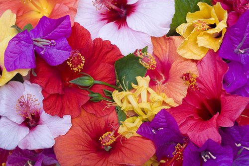 Hibiscus flowers in Fiji