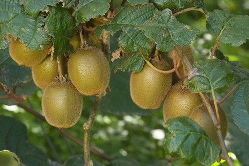 Kiwifruit in NEw Zealand