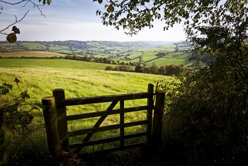 Lush green grass in English countryside