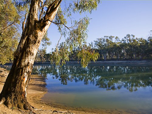 Murray River Gum tree