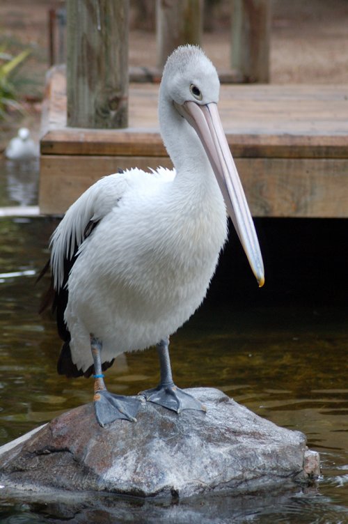 Murray River pelican