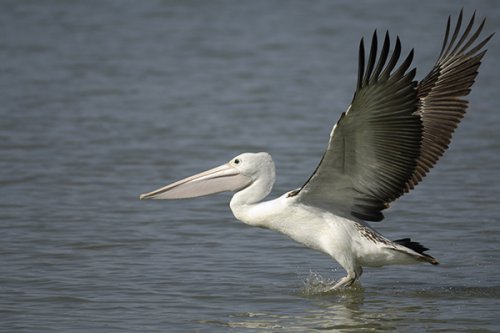 Pelican on Murray River