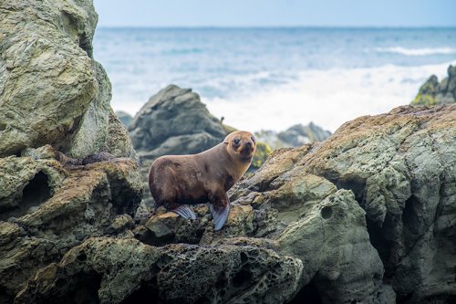 Seal pup in Dunedin