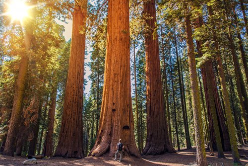 Sequoia New Zealand