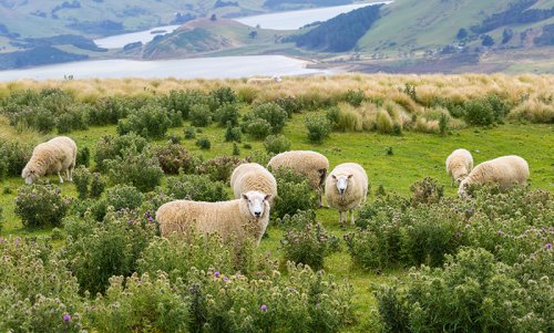 Sheep with gorgeous view