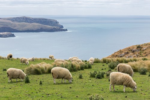 South Island Sheep
