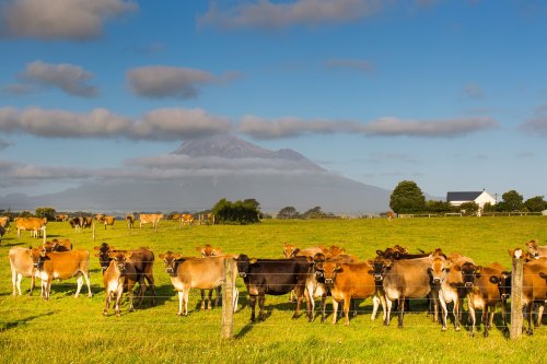 Taranaki Gardens New Zealand landscape with farmland and grazing cows