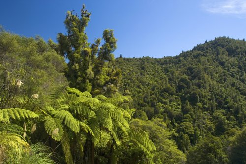 Taranaki Gardens gorge clad with rainforest Taranak