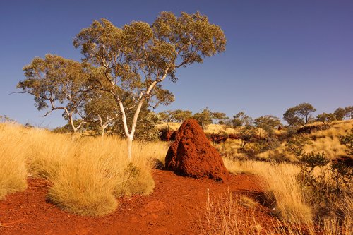Termite Mound Western Australia