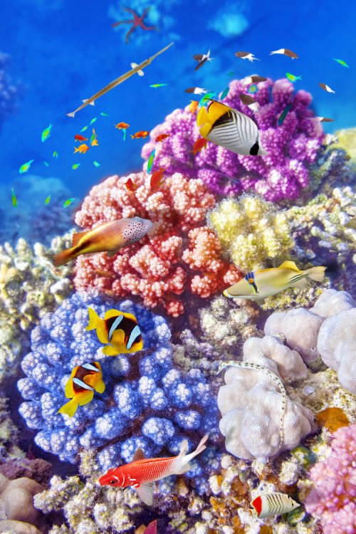 Tropical Fish and Reef2