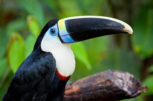 White breasted toucan