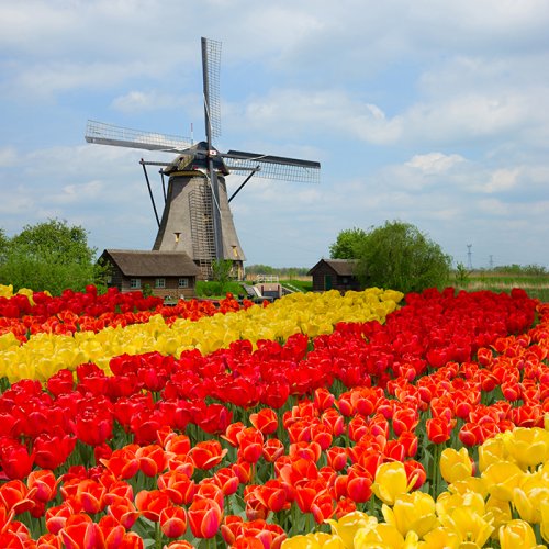 Windmill and tulips in Holland