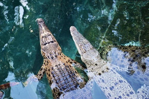 crocodiles in Darwin Australia