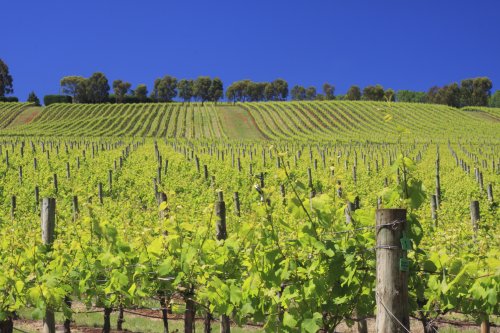 vineyard in yarra valley