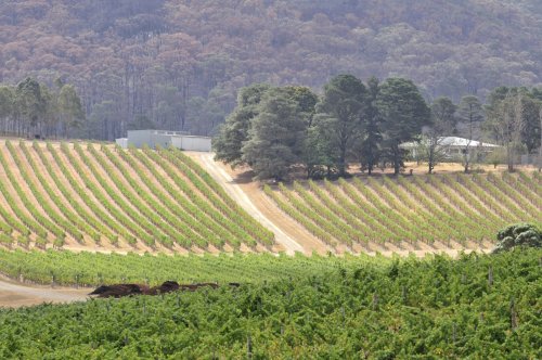 yarra valley vineyards