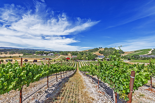 Wine grapes near Paso Robles California