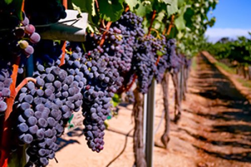 California wine grapes