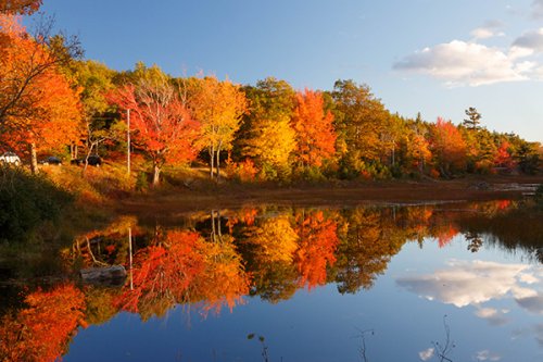 Reflection of fall foliage